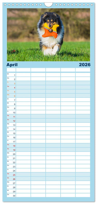 Collies - die schönsten Hunde der Welt (CALVENDO Familienplaner 2026)