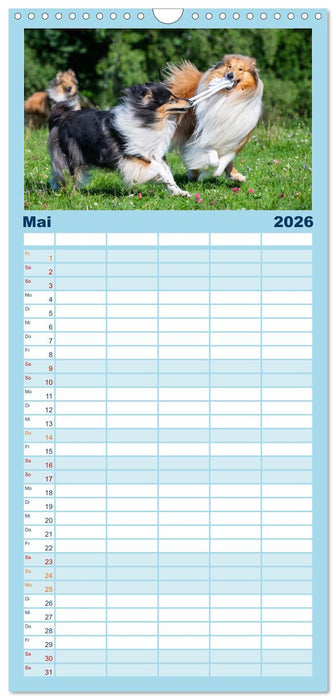 Collies - die schönsten Hunde der Welt (CALVENDO Familienplaner 2026)