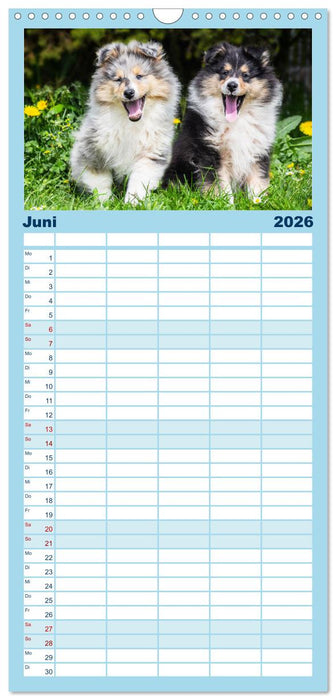 Collies - die schönsten Hunde der Welt (CALVENDO Familienplaner 2026)