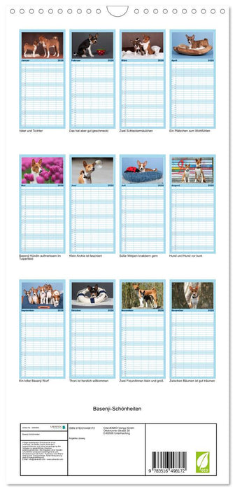 Basenji-Schönheiten (CALVENDO Familienplaner 2026)