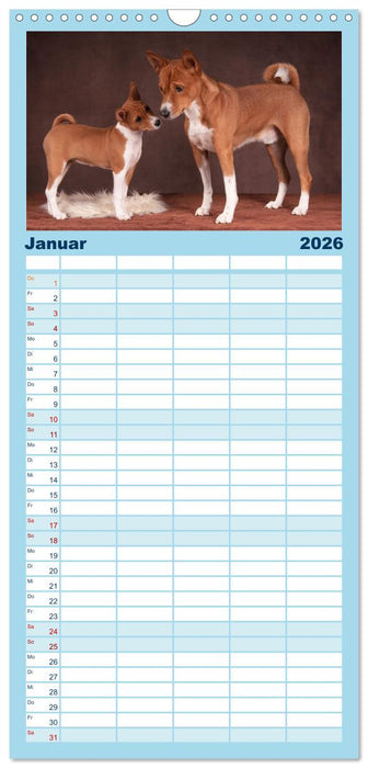 Basenji-Schönheiten (CALVENDO Familienplaner 2026)