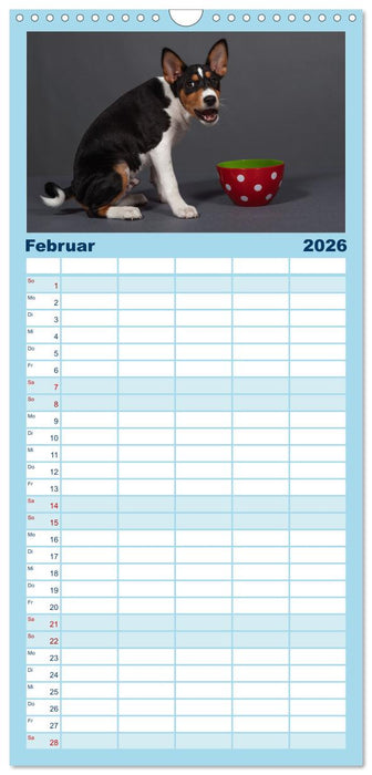 Basenji-Schönheiten (CALVENDO Familienplaner 2026)