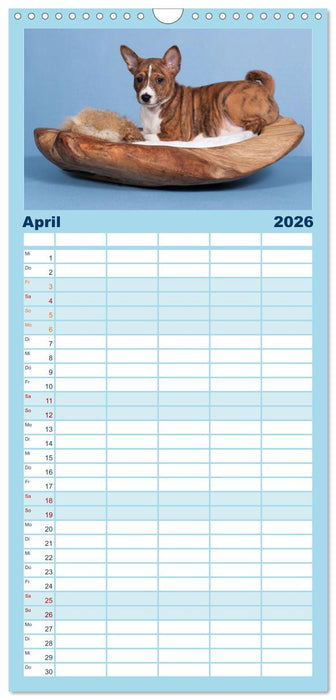 Basenji-Schönheiten (CALVENDO Familienplaner 2026)