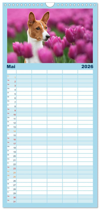 Basenji-Schönheiten (CALVENDO Familienplaner 2026)
