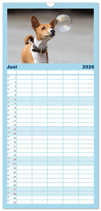 Basenji-Schönheiten (CALVENDO Familienplaner 2026)