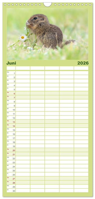 Süße Nager (CALVENDO Familienplaner 2026)