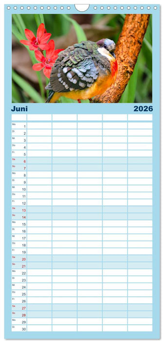 Wer gurrt denn da? (CALVENDO Familienplaner 2026)