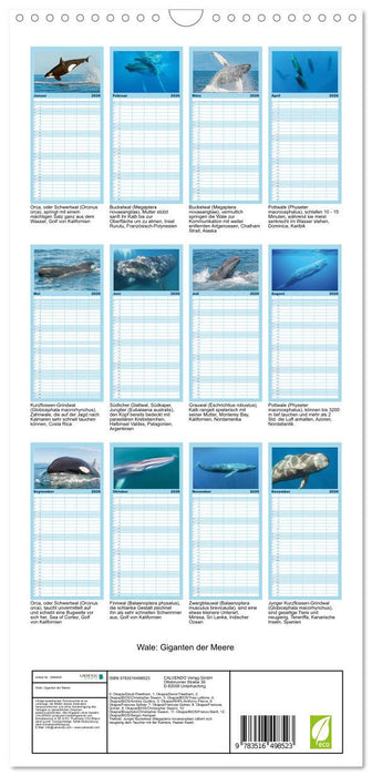 Wale: Giganten der Meere (CALVENDO Familienplaner 2026)
