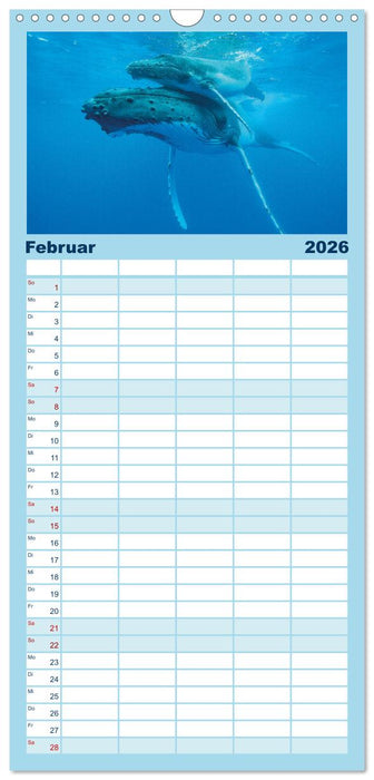 Wale: Giganten der Meere (CALVENDO Familienplaner 2026)