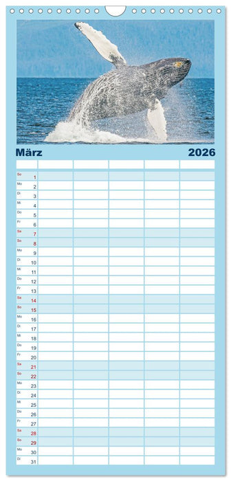 Wale: Giganten der Meere (CALVENDO Familienplaner 2026)