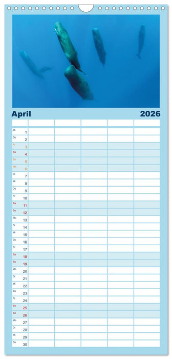 Wale: Giganten der Meere (CALVENDO Familienplaner 2026)