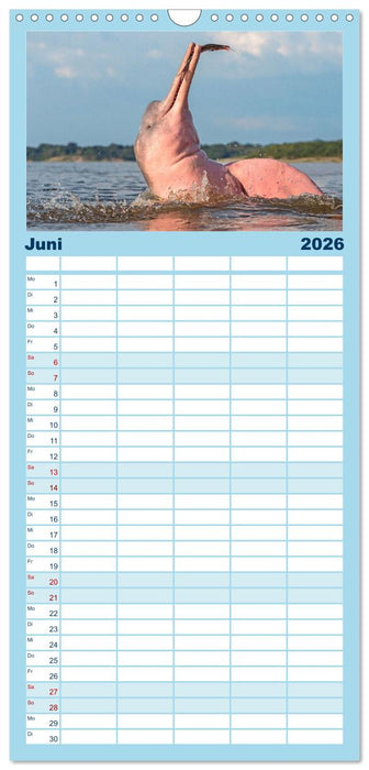Delfine: Elegante Wellenreiter (CALVENDO Familienplaner 2026)