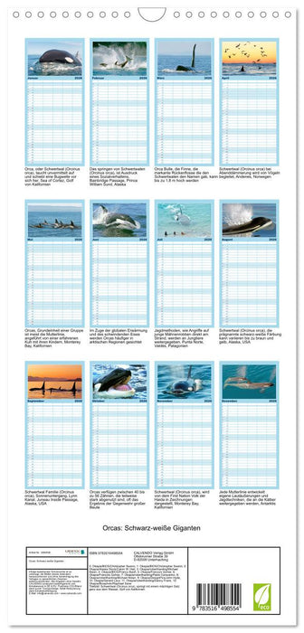 Orcas: Schwarz-weiße Giganten (CALVENDO Familienplaner 2026)