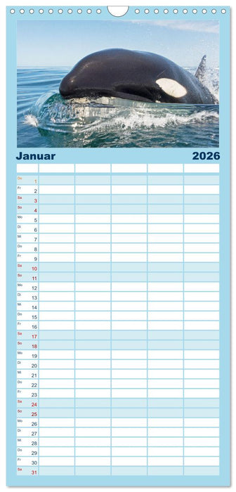 Orcas: Schwarz-weiße Giganten (CALVENDO Familienplaner 2026)