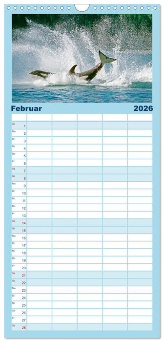 Orcas: Schwarz-weiße Giganten (CALVENDO Familienplaner 2026)