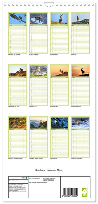 Steinbock - König der Alpen (CALVENDO Familienplaner 2026)