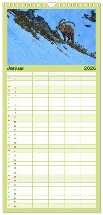 Steinbock - König der Alpen (CALVENDO Familienplaner 2026)