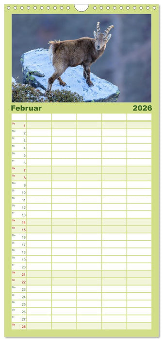 Steinbock - König der Alpen (CALVENDO Familienplaner 2026)