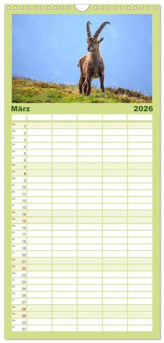 Steinbock - König der Alpen (CALVENDO Familienplaner 2026)