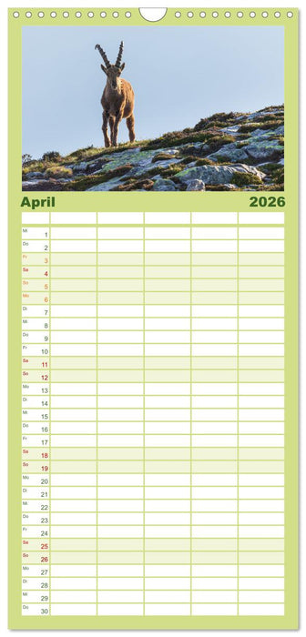 Steinbock - König der Alpen (CALVENDO Familienplaner 2026)