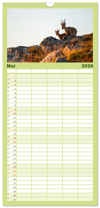 Steinbock - König der Alpen (CALVENDO Familienplaner 2026)