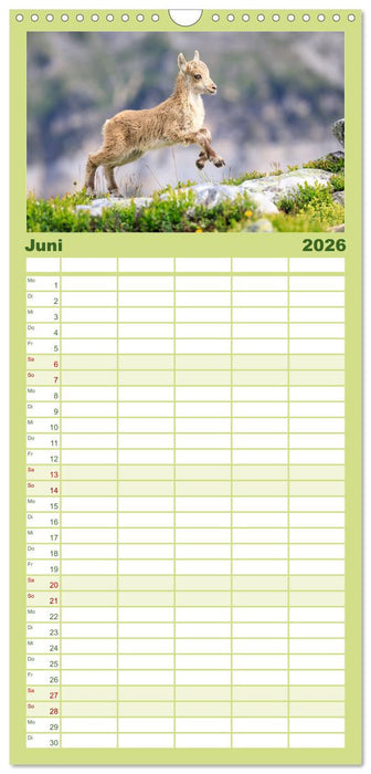 Steinbock - König der Alpen (CALVENDO Familienplaner 2026)
