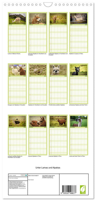 Unter Lamas und Alpakas (CALVENDO Familienplaner 2026)