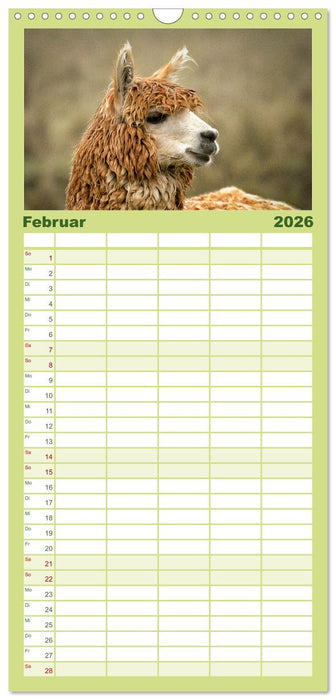 Unter Lamas und Alpakas (CALVENDO Familienplaner 2026)