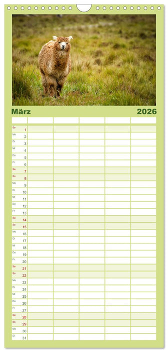 Unter Lamas und Alpakas (CALVENDO Familienplaner 2026)