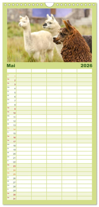 Unter Lamas und Alpakas (CALVENDO Familienplaner 2026)