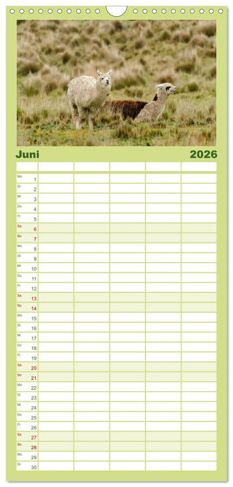 Unter Lamas und Alpakas (CALVENDO Familienplaner 2026)
