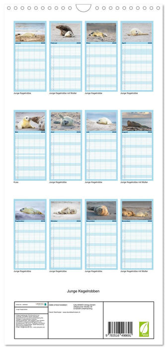 Junge Kegelrobben (CALVENDO Familienplaner 2026)