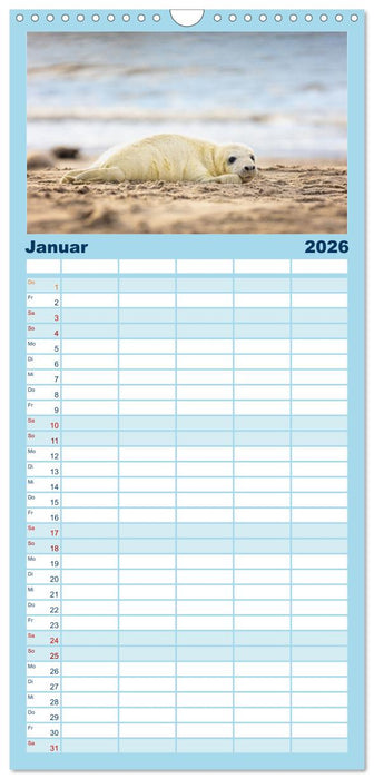 Junge Kegelrobben (CALVENDO Familienplaner 2026)