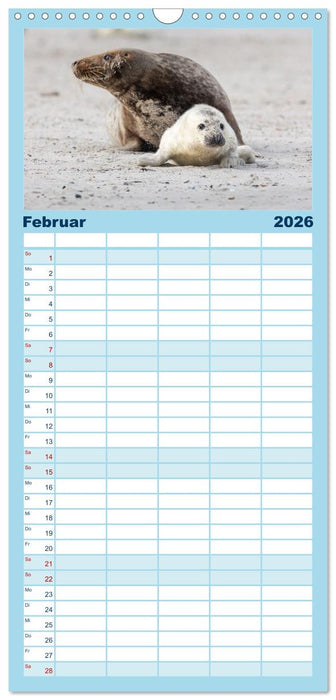 Junge Kegelrobben (CALVENDO Familienplaner 2026)