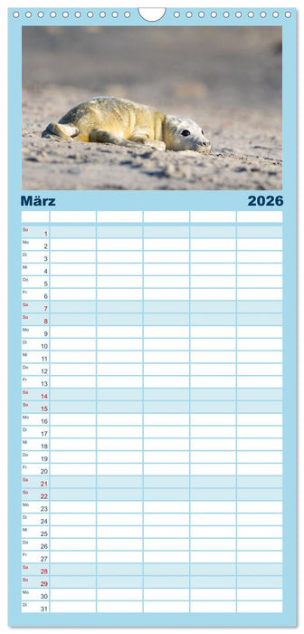 Junge Kegelrobben (CALVENDO Familienplaner 2026)