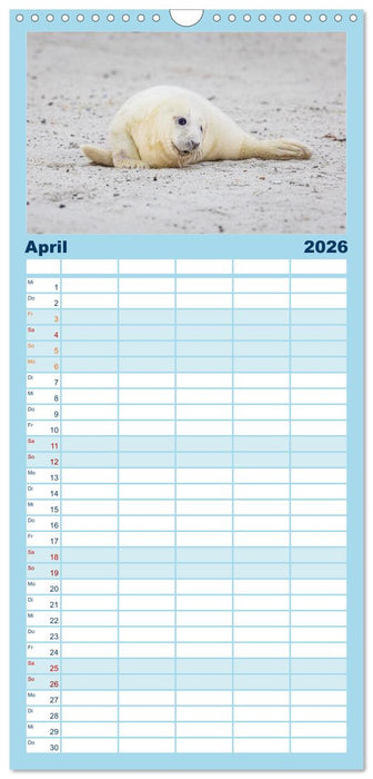 Junge Kegelrobben (CALVENDO Familienplaner 2026)