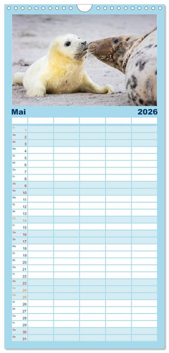 Junge Kegelrobben (CALVENDO Familienplaner 2026)