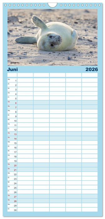 Junge Kegelrobben (CALVENDO Familienplaner 2026)