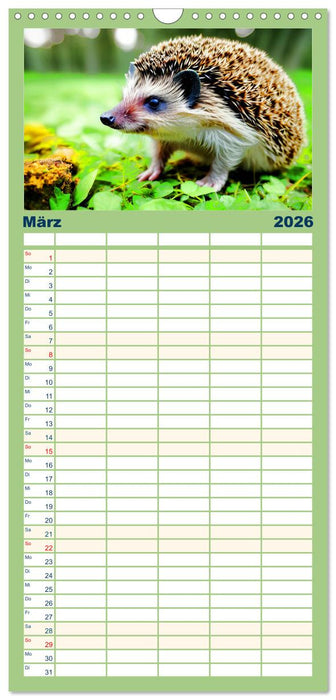 Niedliche Igel (CALVENDO Familienplaner 2026)