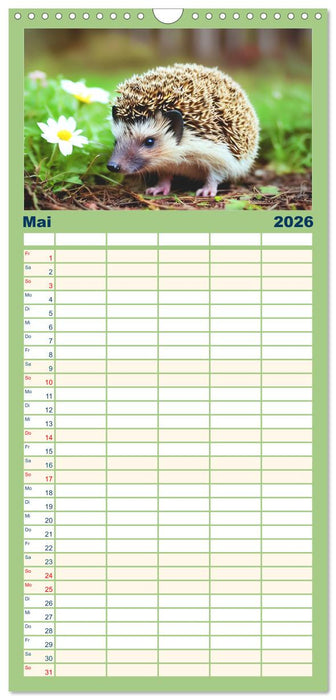 Niedliche Igel (CALVENDO Familienplaner 2026)