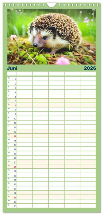 Niedliche Igel (CALVENDO Familienplaner 2026)