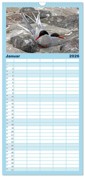 Sturmerprobt - Vögel an Nordfrieslands Küste (CALVENDO Familienplaner 2026)