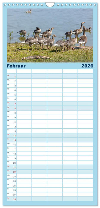 Sturmerprobt - Vögel an Nordfrieslands Küste (CALVENDO Familienplaner 2026)