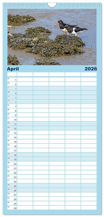 Sturmerprobt - Vögel an Nordfrieslands Küste (CALVENDO Familienplaner 2026)