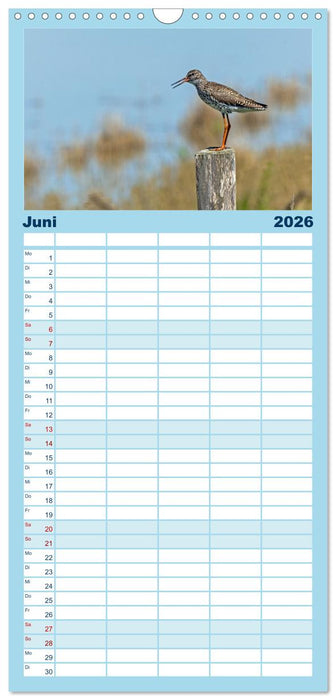 Sturmerprobt - Vögel an Nordfrieslands Küste (CALVENDO Familienplaner 2026)