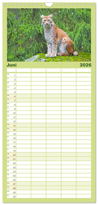 Traumhaftes Schweden: Weites Land im Norden Europas (CALVENDO Familienplaner 2026)