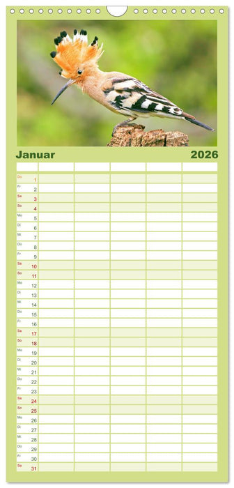 Amsel, Fink und Star: Heimische Vögel (CALVENDO Familienplaner 2026)