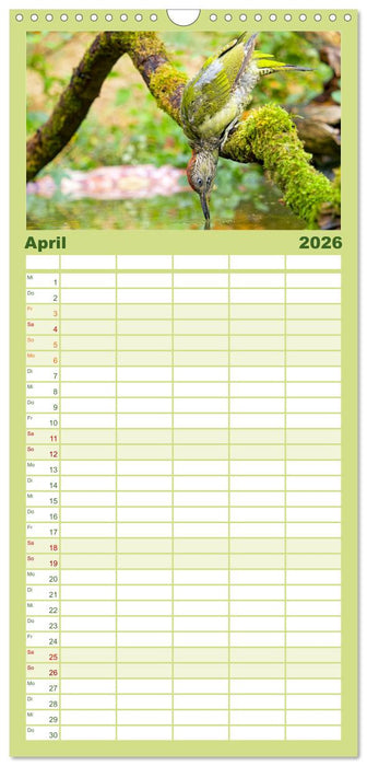 Amsel, Fink und Star: Heimische Vögel (CALVENDO Familienplaner 2026)