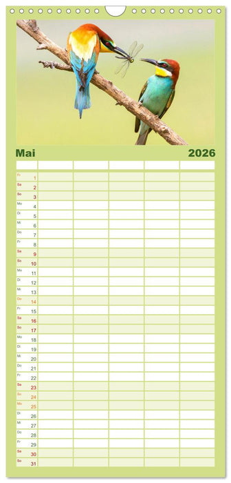 Amsel, Fink und Star: Heimische Vögel (CALVENDO Familienplaner 2026)