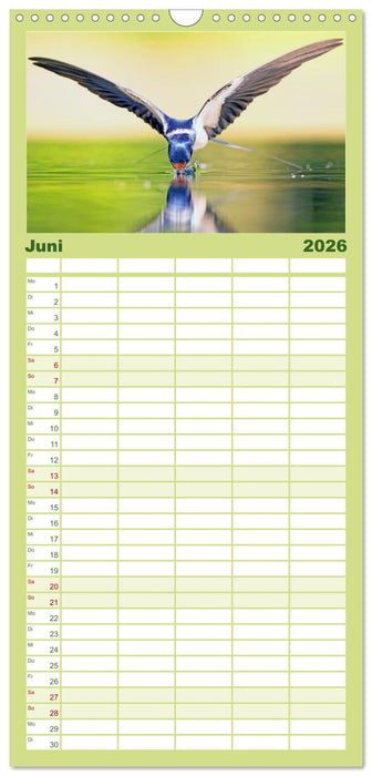 Amsel, Fink und Star: Heimische Vögel (CALVENDO Familienplaner 2026)